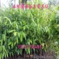 供应园林绿化苗木树苗 庭院植物 沉香树苗 奇楠沉香苗 自产自销多规格