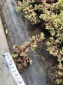 批发多肉植物雅乐之舞仙人掌类防辐射迷你办公室绿植多肉多浆观赏
