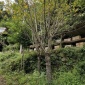 绿化工程苗木1-15公分樱花苗 樱花树苗 嫁接樱花小苗