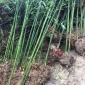 绿竹1到4公分批发优质竹苗 规格齐全 庭院植物 竹类基地 竹苗价格
