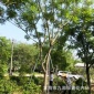 成都蓝花楹报价 漳州蓝花楹基地 重庆蓝花楹批发25公分蓝花楹树