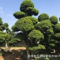 福建造型榕树树桩桩景 福建批发广西小叶榕桩头 造型小叶榕价格