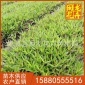 翠芦莉小苗 漳州基地翠芦莉袋苗杯苗 大量现货供应
