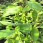 陕西香樟苗、西安香樟树苗，香樟苗