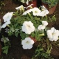 北京基地自产自销 宿根花一二年生草花一串红 海棠 凤仙 鼠尾草